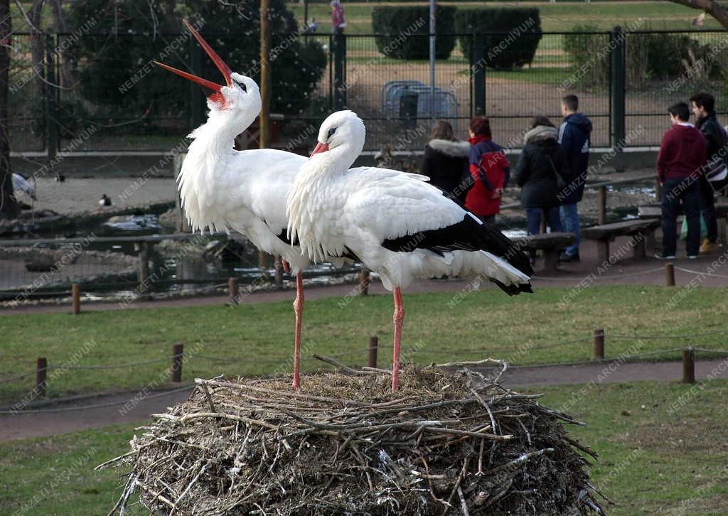 Természet - Budapest - Fészkelő gólyapár a Margitszigeten