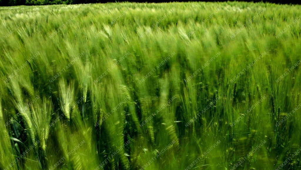 Mezőgazdaság - Kalászt érlel az őszi árpa