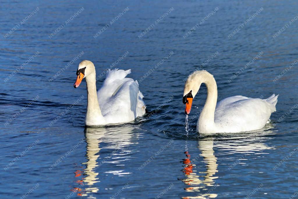 Természet - Balatonalmádi - Hattyú