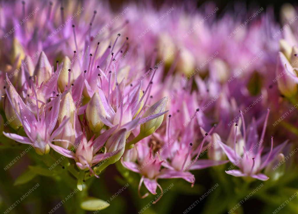 Természet - Virágzik a pompás varjúháj