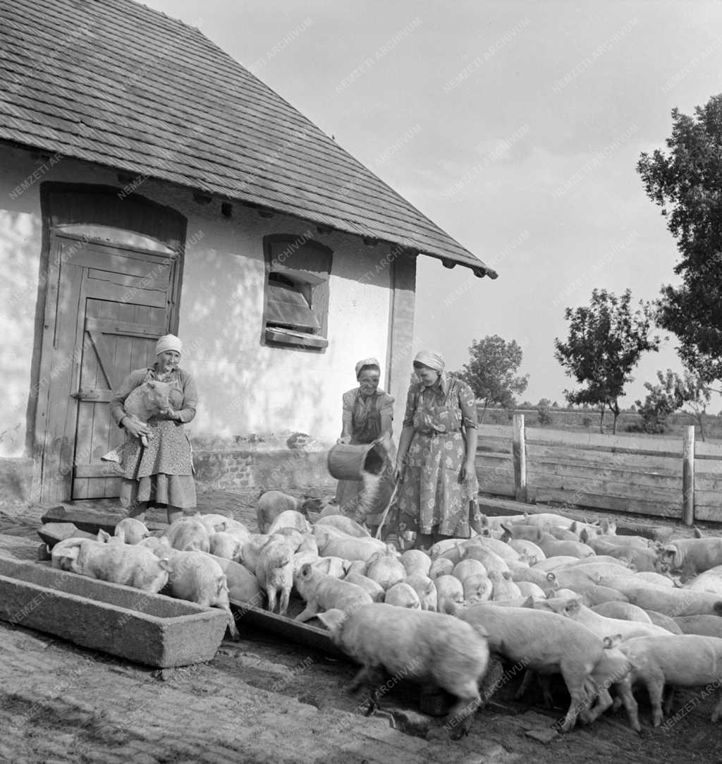 Mezőgazdaság - A ceglédi Sztálin Tsz