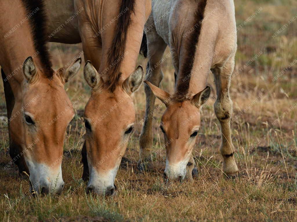 Mezőgazdaság - Állatvédelem - Przewalski-lovak a Hortobágyon