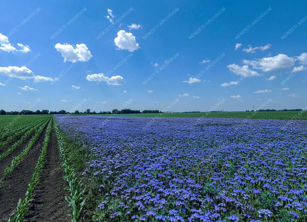 Mezőgazdaság - Virágzik a mézontófű Hajdúszoboszlónál