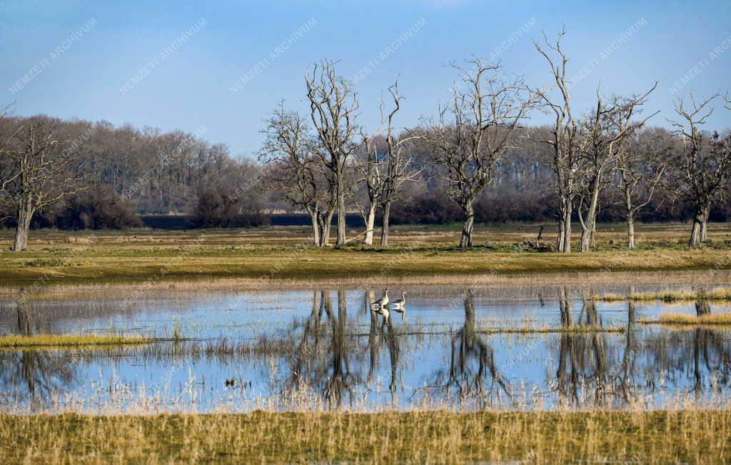 Természetvédelem - 50 éves a Hortobágyi Nemzeti Park