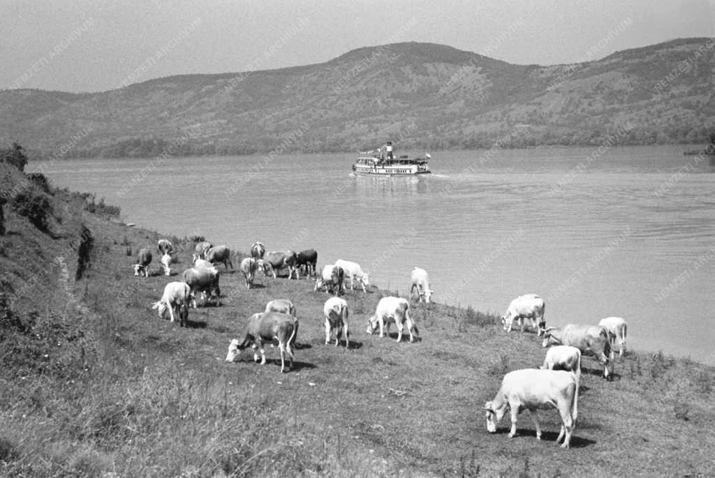 Táj - Dunakanyar - Tehenek