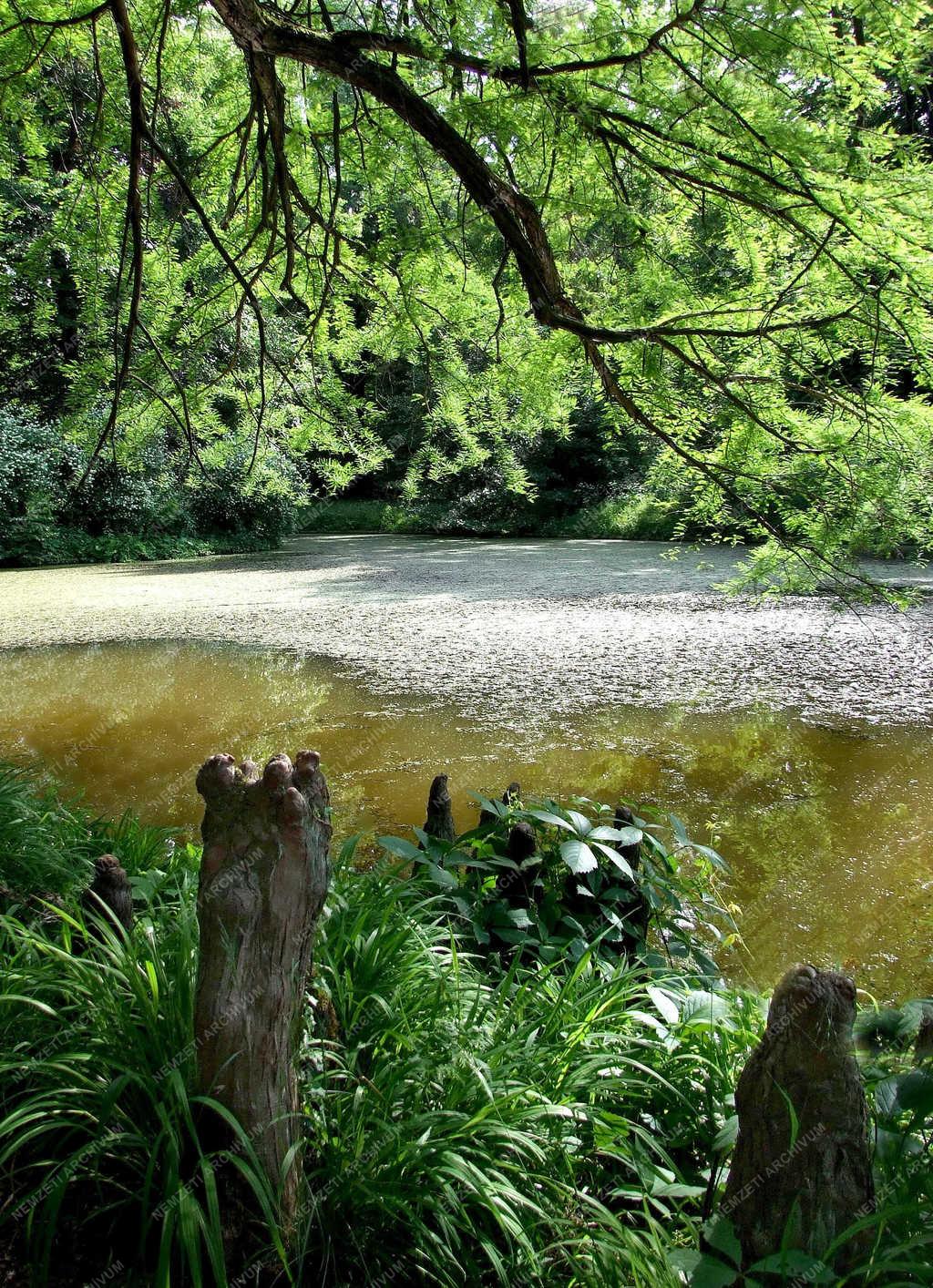 Természet - Alcsútdoboz - Arborétum