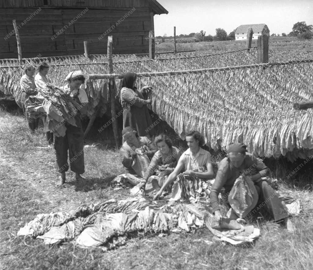 Gazdaság - Mezőgazdaság - Dohányszüret Szolnok megyében