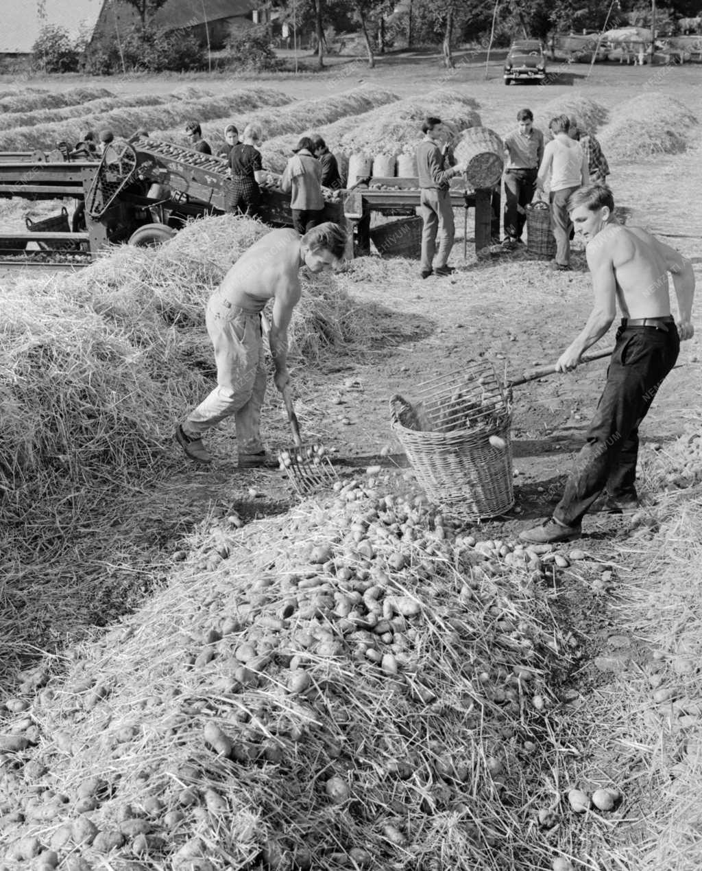 Mezőgazdaság - Egyetemisták segítik a munkát a Gödöllői Agrártudományi Egyetem nagygombosi gazdaságában