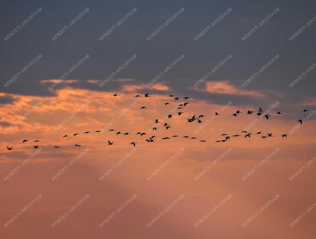 Természet - Hortobágy - Darvak vonulása 