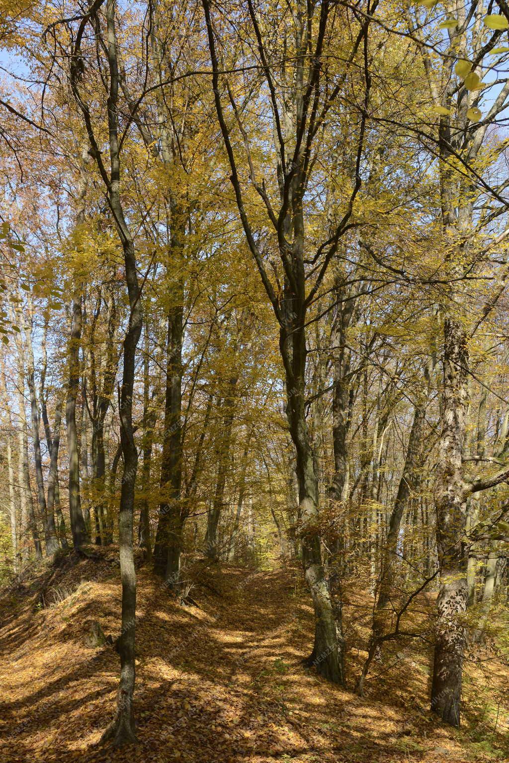Természet - Szokolya - Őszi erdő