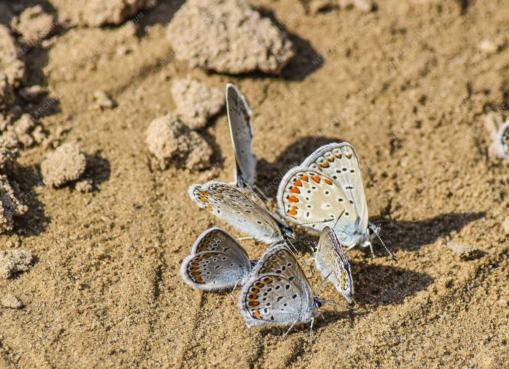 Természet - Budapest - Égszínkék boglárka