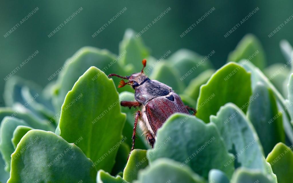 Természet - Májusi cserebogár