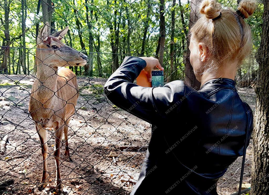 Természet - Budakeszi - Kiránduló a vadasparkban