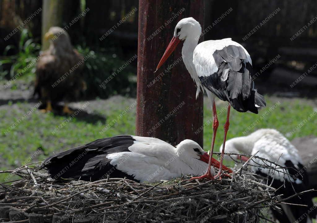 Állatvilág - Hortobágy - Gólyák a Hortobágyi Madárkórházban