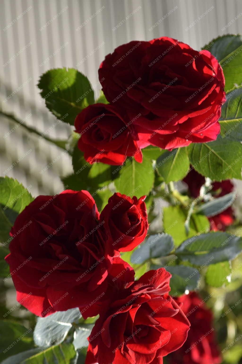 Természet – Növény - Futórózsa