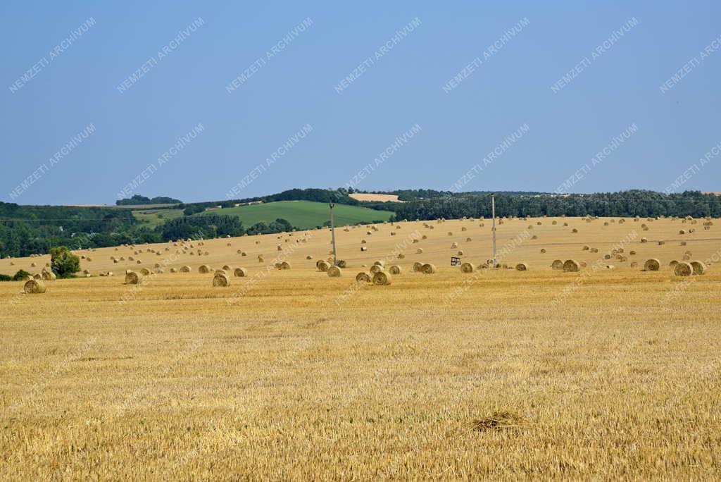 Mezőgazdaság - Aratás Románd határában