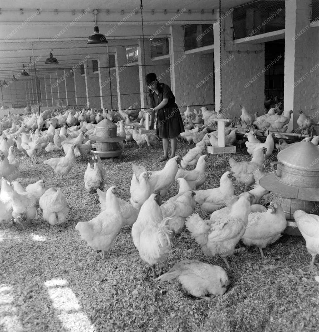 Mezőgazdaság - Gödöllői Kisállattenyésztési Kutató Intézet