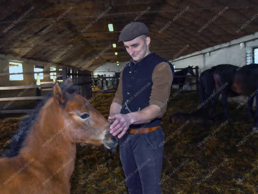 Mezőgazdaság - Állattenyésztés - Nóniusz csikók születnek a mátai ménesnél