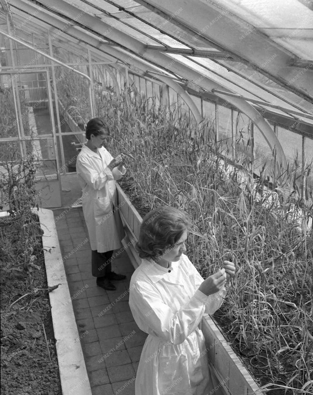 Tudomány - Mezőgazdaság - Új árpafajták kikísérletezése