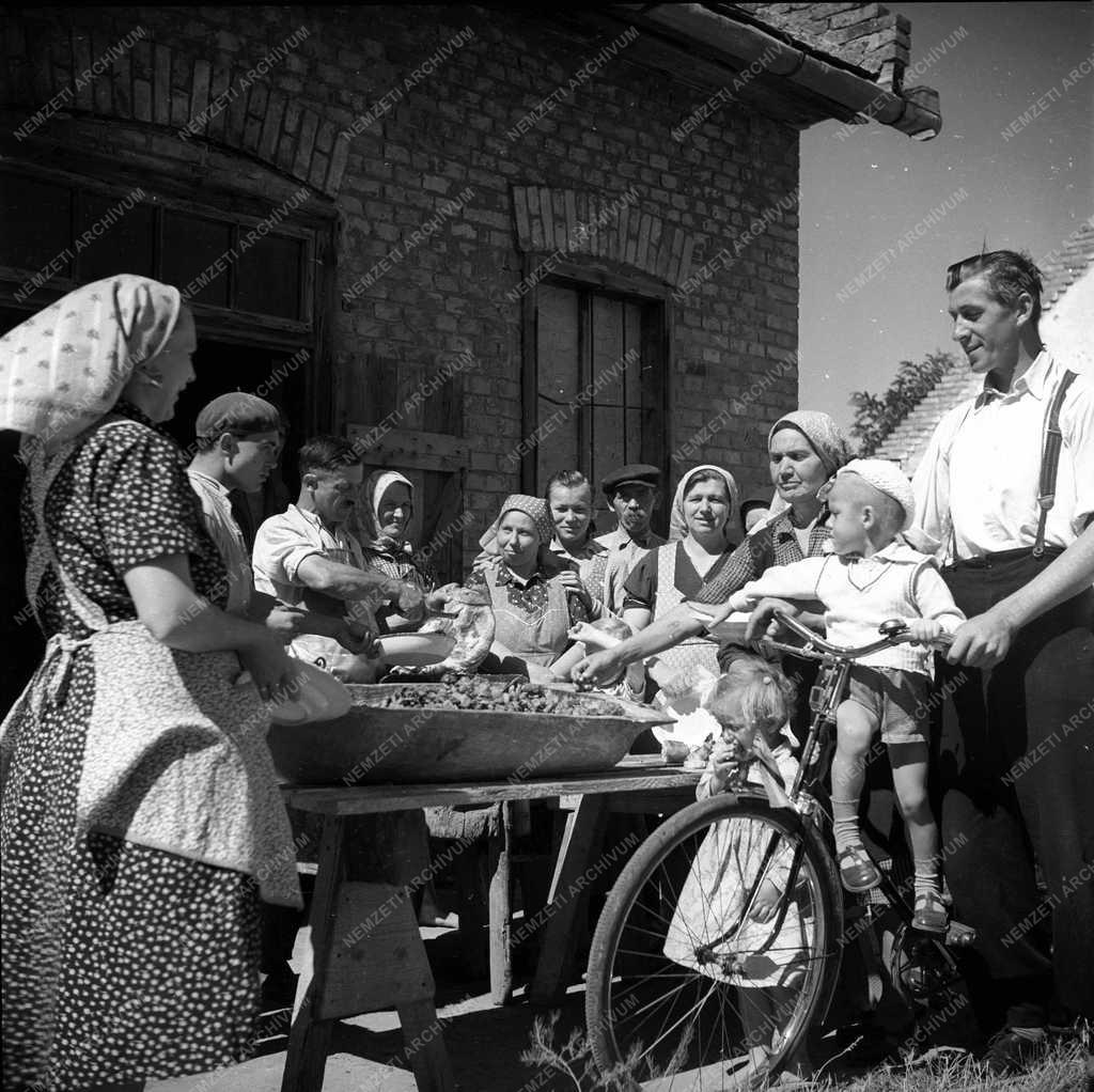 Mezőgazdaság - Terménybeadás 