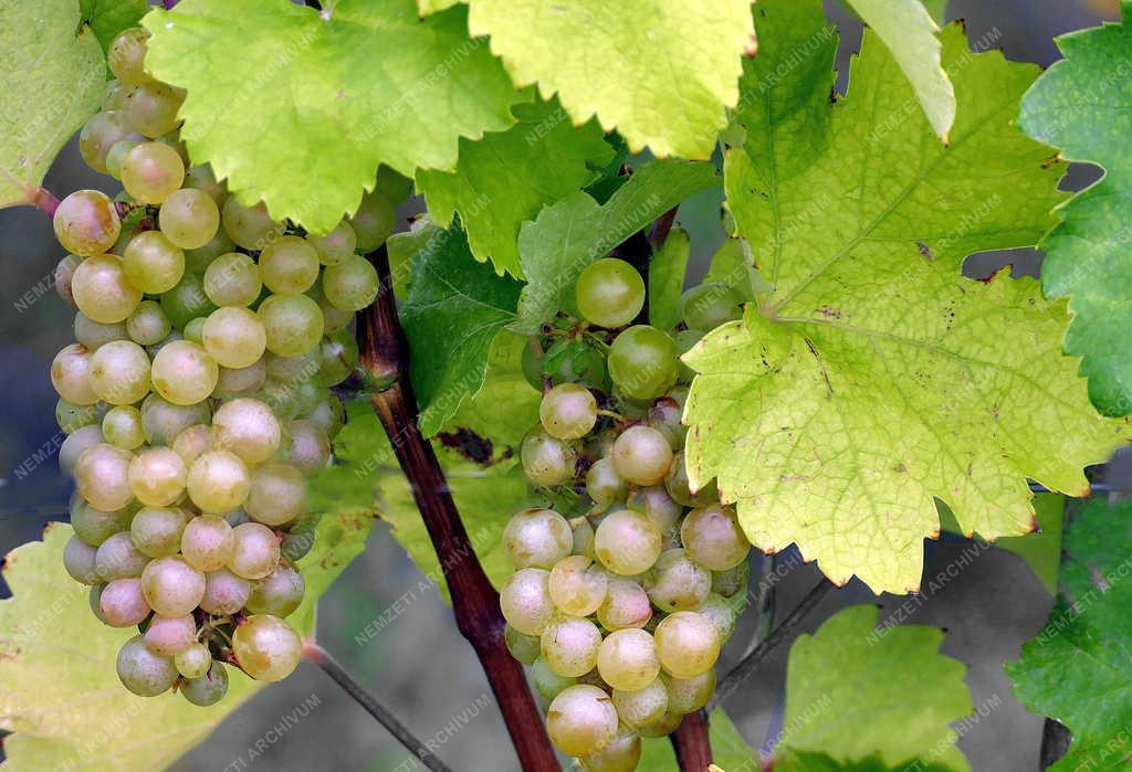 Mezőgazdaság - Mád - Tokaj-vidéki borszőlőfürt