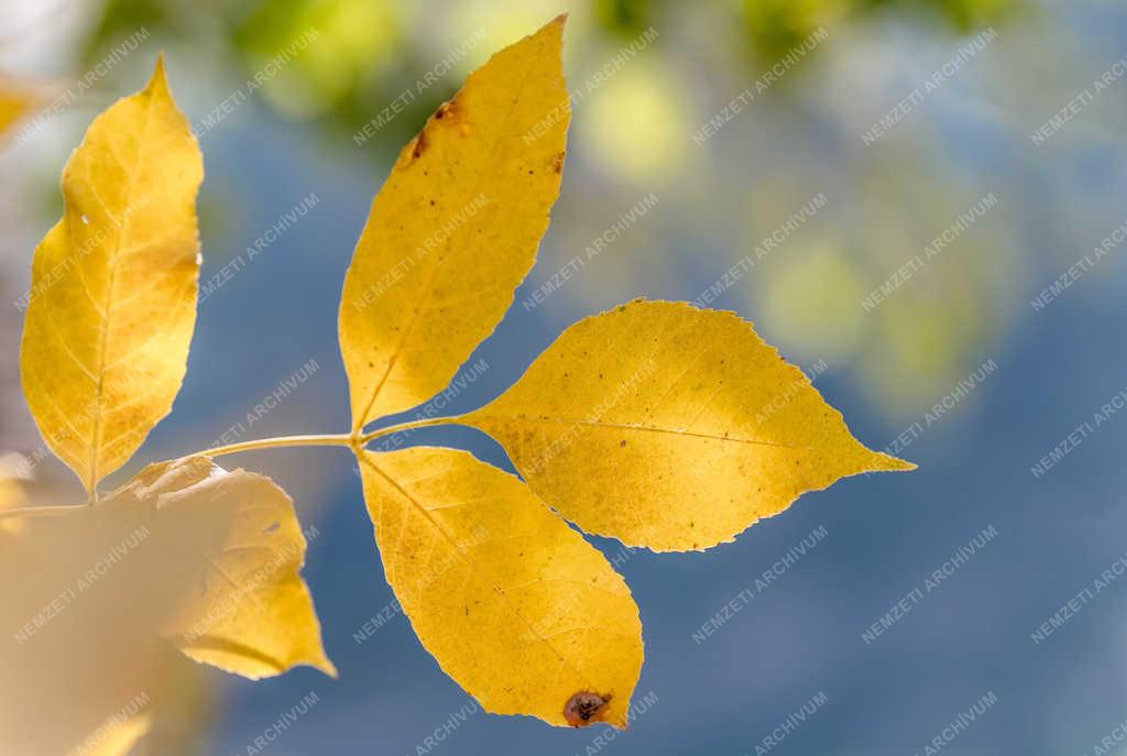 Természet - Szolnok - Őszi falevél