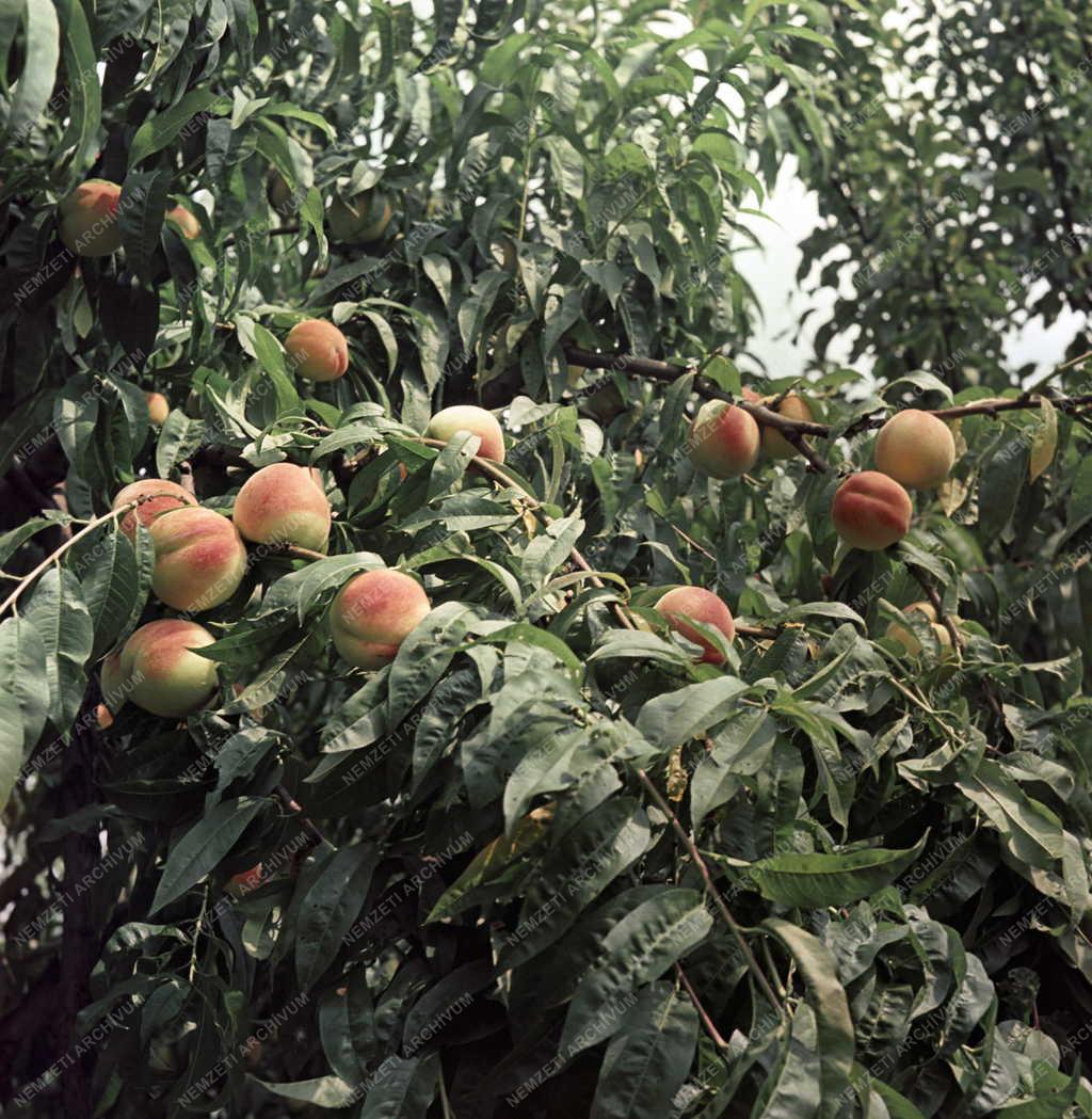 Mezőgazdaság - Duna-Tiszaközi MGTSZ