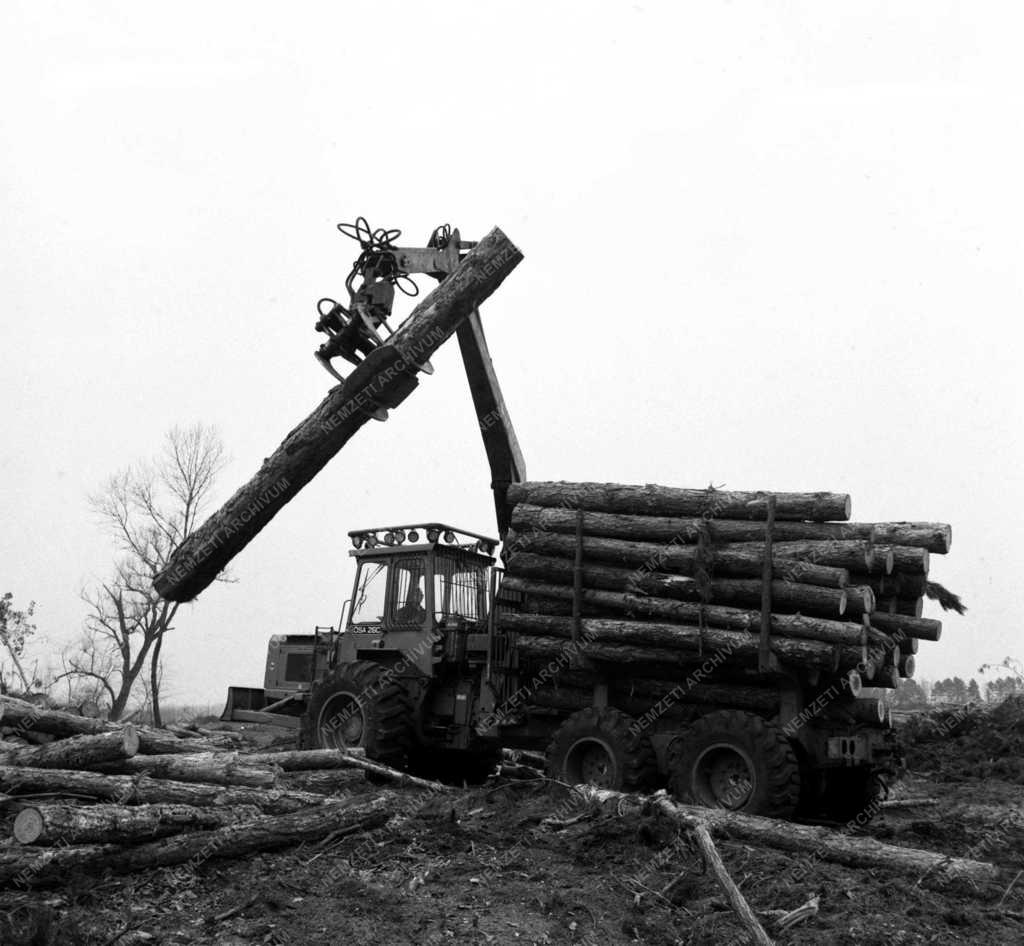 Fakitermelő géplánc  