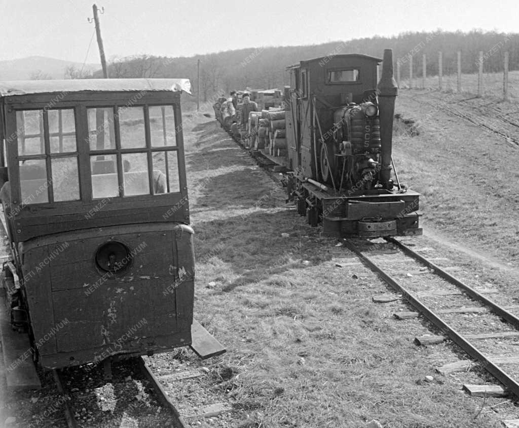 Mezőgazdaság - A Magasbakonyi Állami Erdőgazdaság