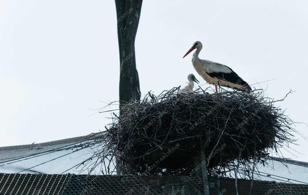Tájkép - Hortobágy - Fehér gólya