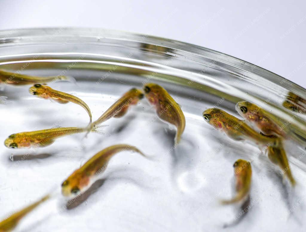 Tudomány - Debrecen - Halbiológiai laboratórium