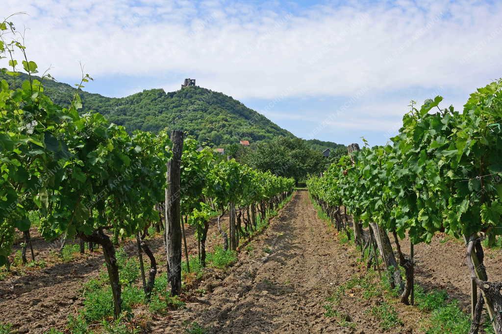 Mezőgazdaság - Szőlőültetvény és a Somlói vár Dobánál