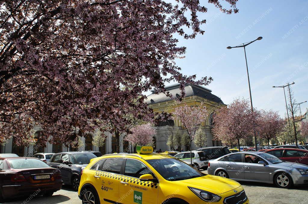 Természet - Budapest - Virágzó fák az autóparkolóban