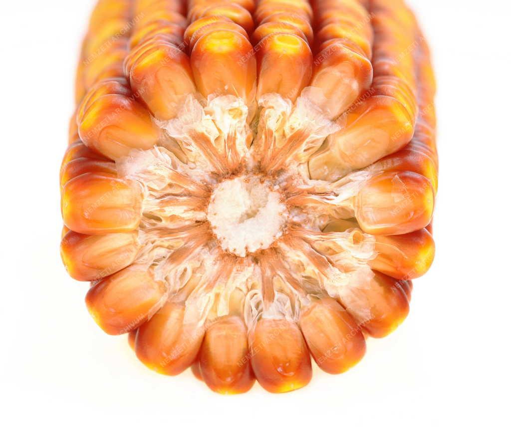 Mezőgazdaság - Aszály sújtja a kukoricatermést