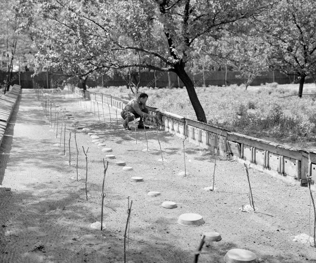 Mezőgazdaság - Állattartás - Tatai fácántelep