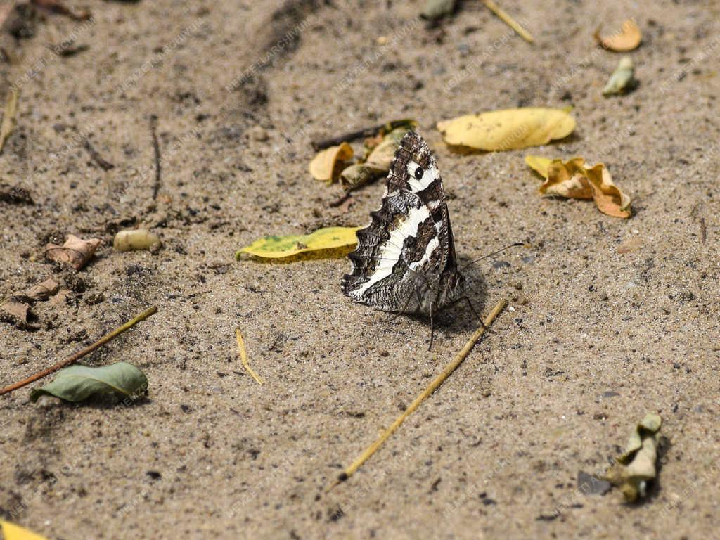Természet - Budapest - Szürkeöves szemeslepke