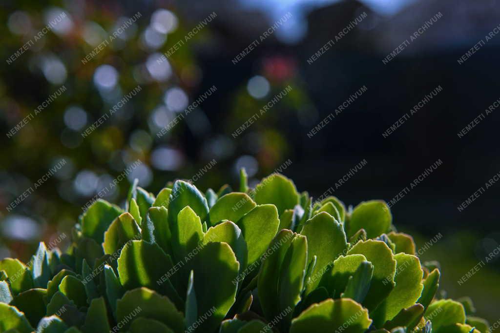 Természet - Tavasz - Rügyezés