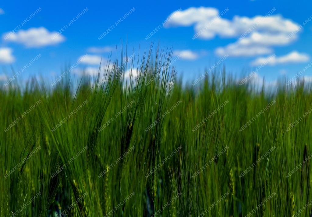 Mezőgazdaság - Kalászt érlel az őszi árpa