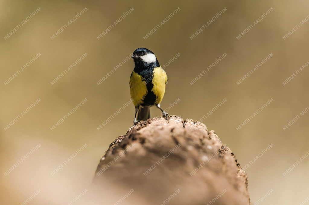 Természet - Széncinege Tőserdőn
