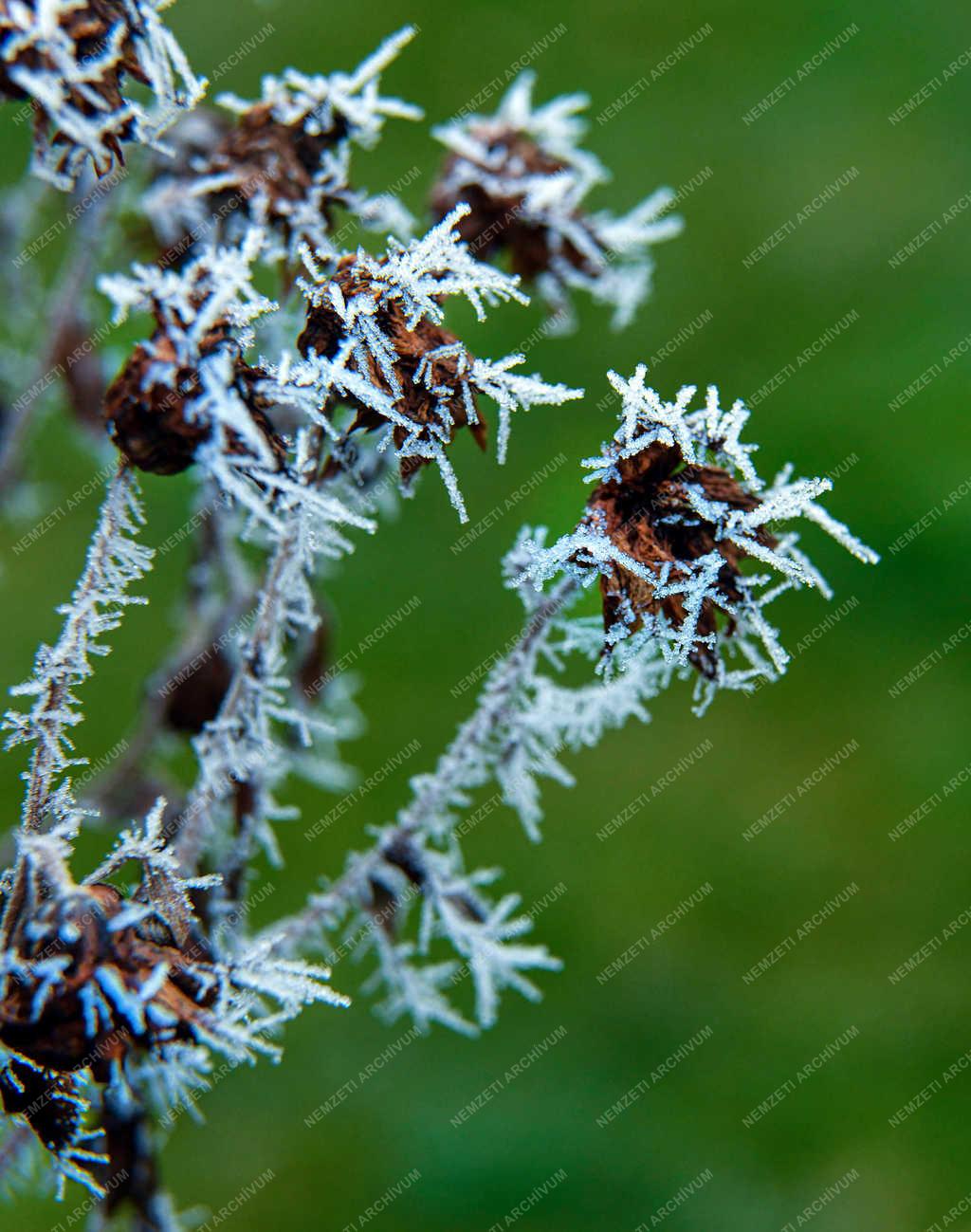 Természet - Tiszacsege - Zúzmarás levelek 