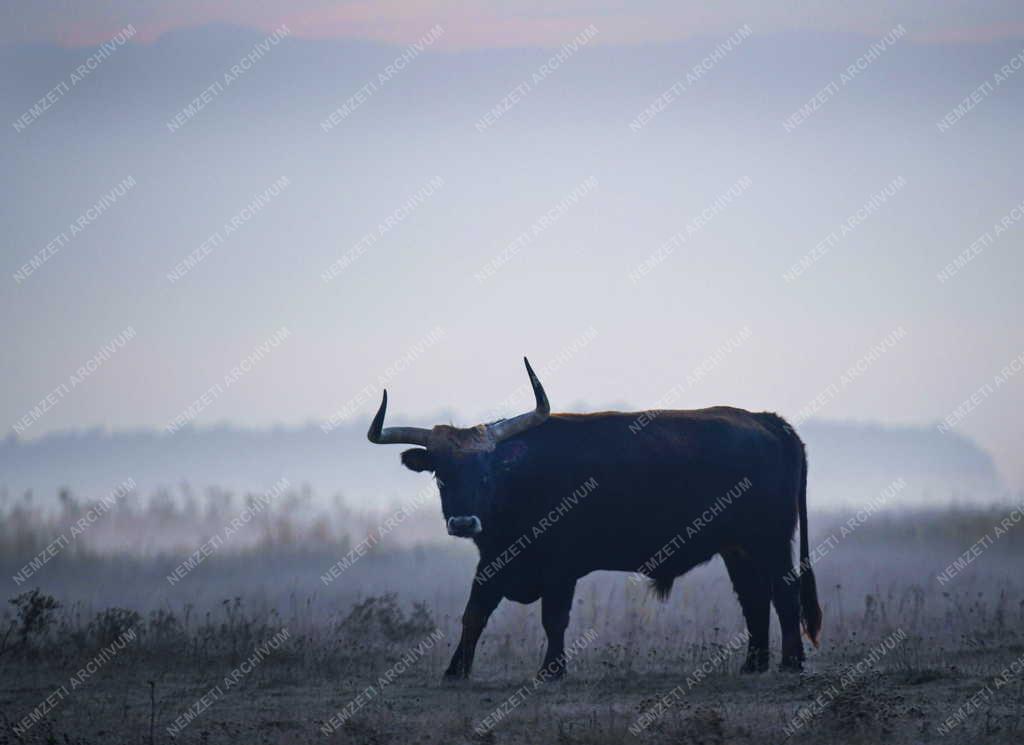 Természet - Őstulkok a Hortobágyon