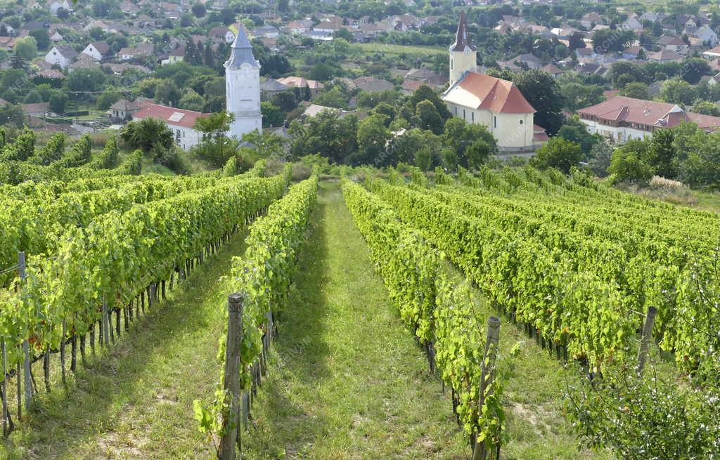 Mezőgazdaság - Tarcal - Szüret előtt a tokaji borvidéken