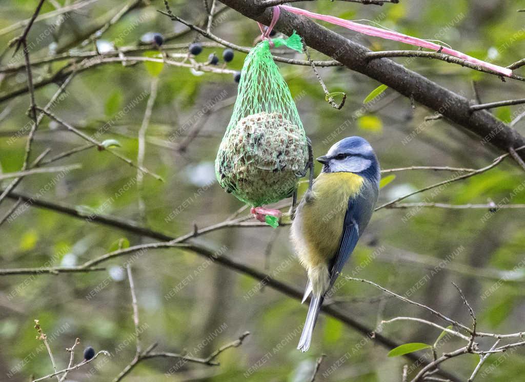 Természet - Budapest - Kék cinege a Népligetben