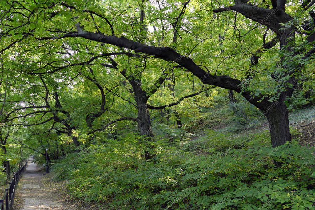 Természet - Budapest - Ősz a Gellért-hegyen