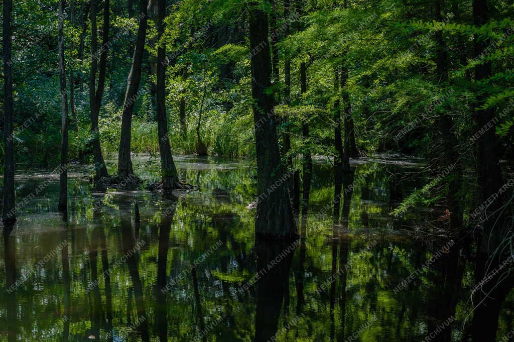 Természet - Kám - Jeli Arborétum