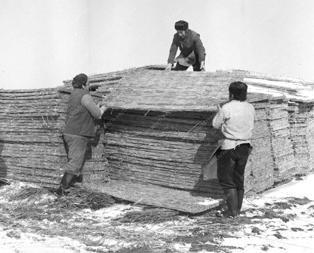 Mezőgazdaság – Hortobágyi nádaratók