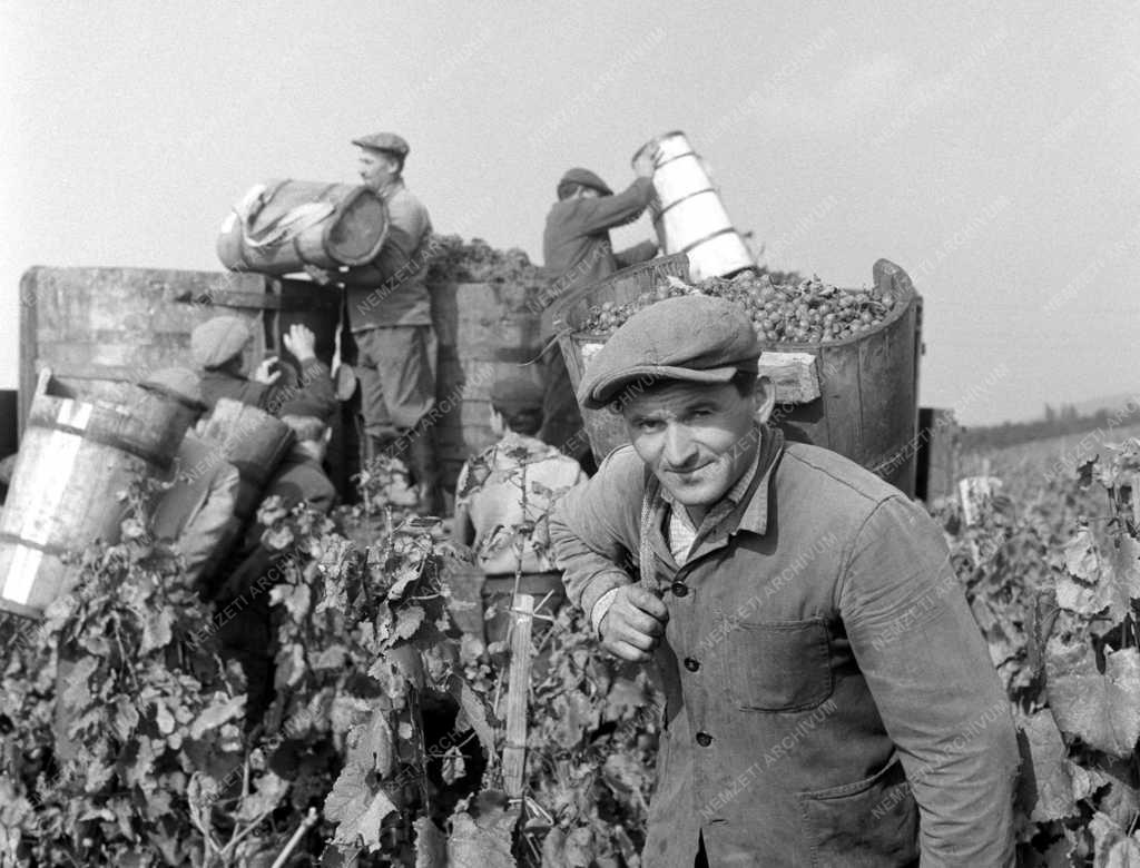 Mezőgazdaság - Móri Állami Gazdaság