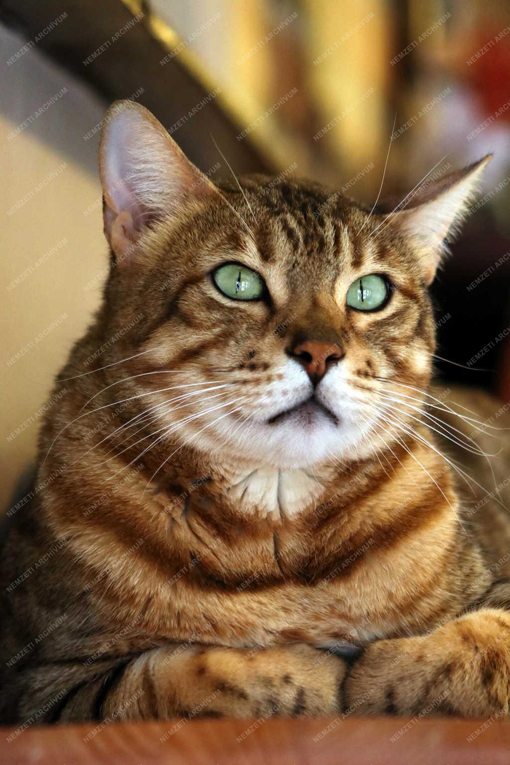 Vendéglátás - Veszprém - KultúrMacska kávézó