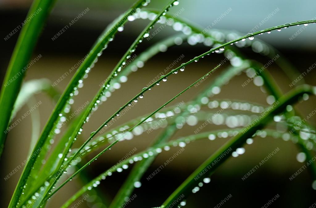 Természet - Időjárás - Esőcseppek gyöngysora a növényen