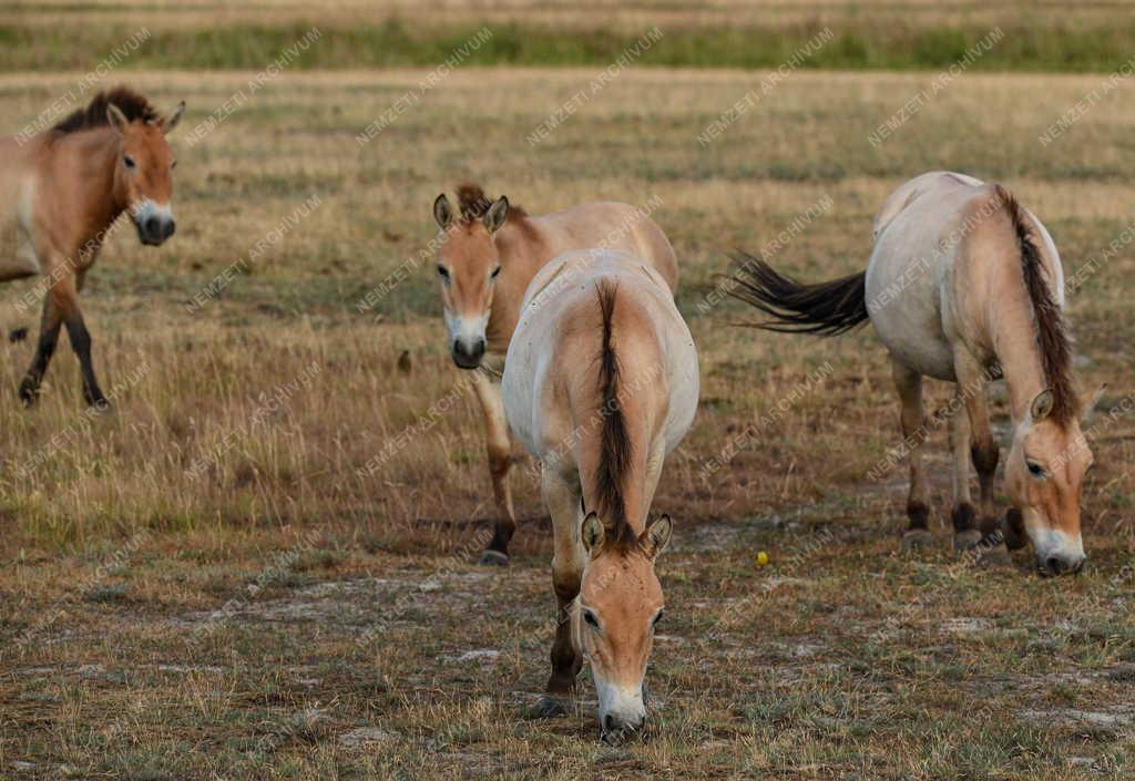Mezőgazdaság - Állatvédelem - Przewalski-lovak a Hortobágyon